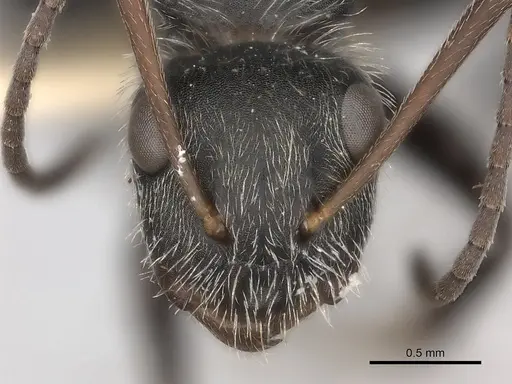 Camponotus mus specimen CASENT0217697 image casent0217697_2