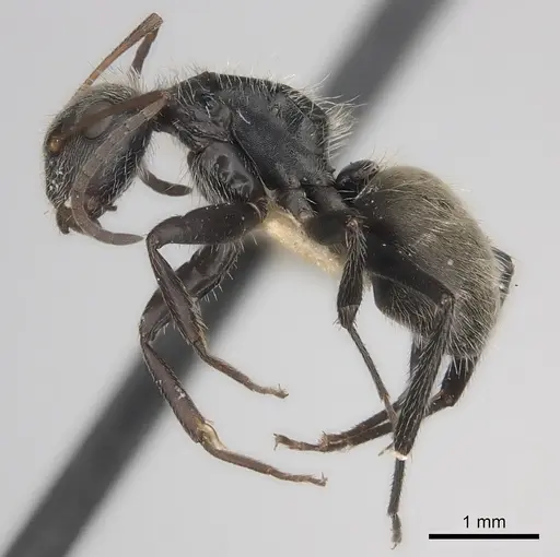 Camponotus mus specimen CASENT0217697 image casent0217697_3