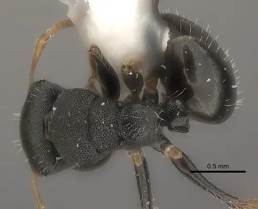 Camponotus mus specimen CASENT0217707 image casent0217707_1