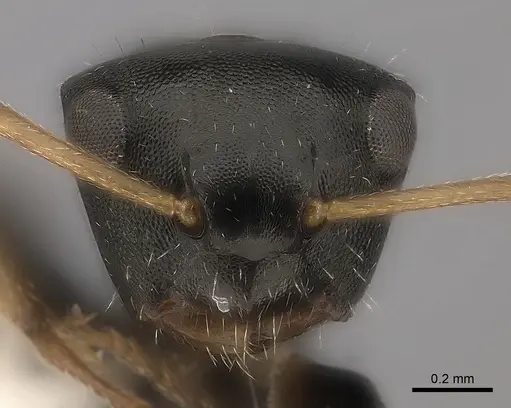 Camponotus mus specimen CASENT0217707 image casent0217707_2