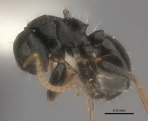 Camponotus mus specimen CASENT0217707 image casent0217707_3