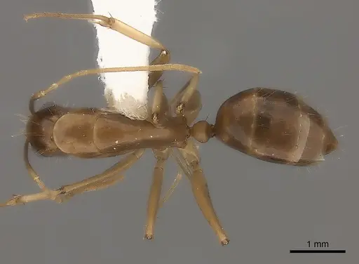 Camponotus mus specimen CASENT0217718 image casent0217718_1
