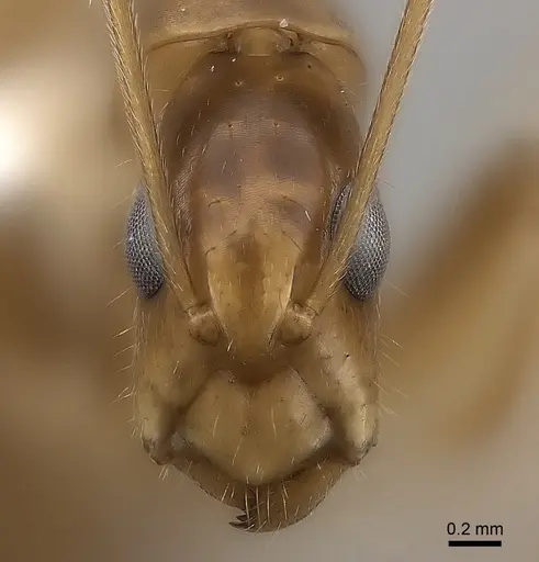 Camponotus mus specimen CASENT0217718 image casent0217718_2