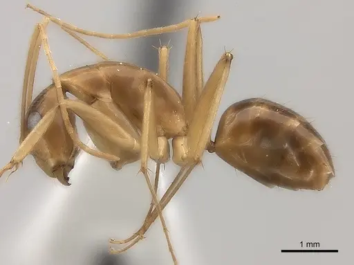 Camponotus mus specimen CASENT0217718 image casent0217718_3