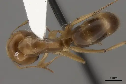 Camponotus mus specimen CASENT0217719 image casent0217719_1