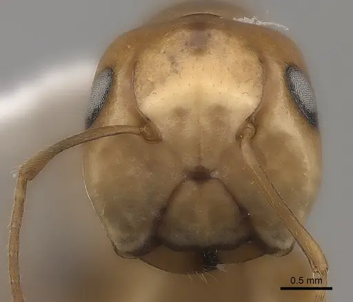 Camponotus mus specimen CASENT0217719 image casent0217719_2