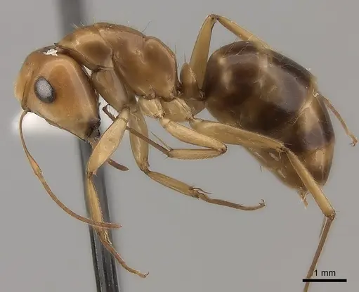 Camponotus mus specimen CASENT0217719 image casent0217719_3