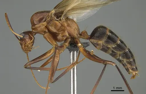 Camponotus mus specimen CASENT0229810 image casent0229810_1