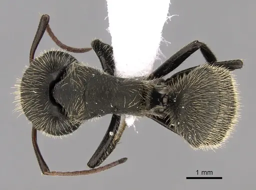 Camponotus mus specimen CASENT0280115 image casent0280115_1