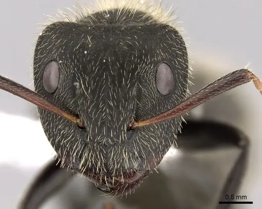 Camponotus mus specimen CASENT0280115 image casent0280115_2