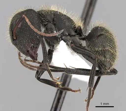 Camponotus mus specimen CASENT0280115 image casent0280115_3