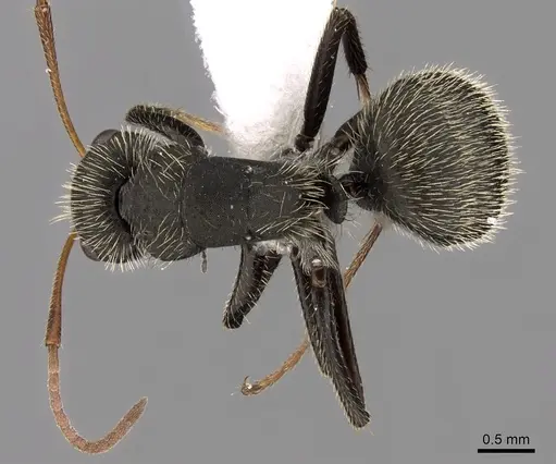 Camponotus mus specimen CASENT0280116 image casent0280116_1