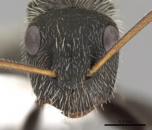Camponotus mus specimen CASENT0280116 image casent0280116_2