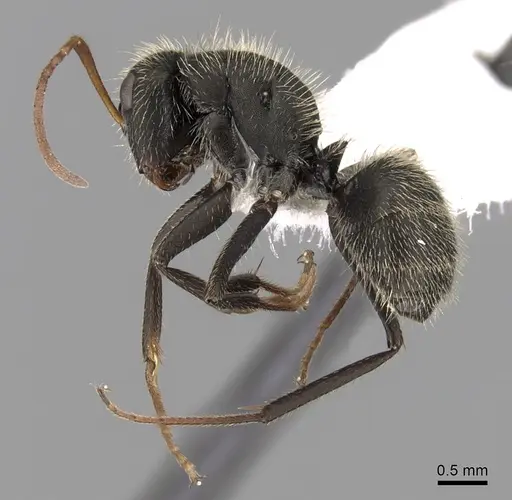 Camponotus mus specimen CASENT0280116 image casent0280116_3