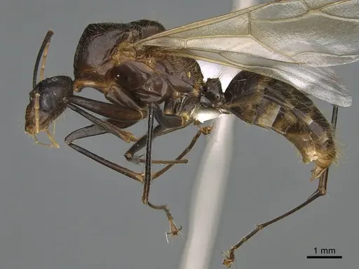 Camponotus mus specimen CASENT0409694 image casent0409694_1