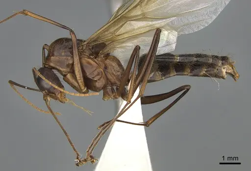 Camponotus mus specimen CASENT0409696 image casent0409696_1
