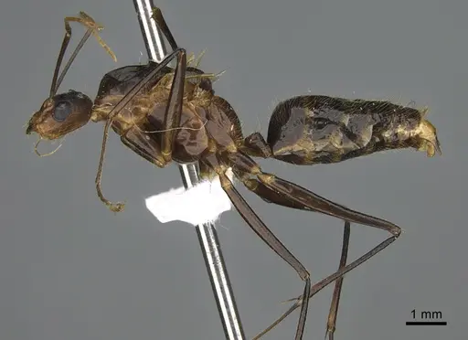 Camponotus mus specimen CASENT0409724 image casent0409724_1