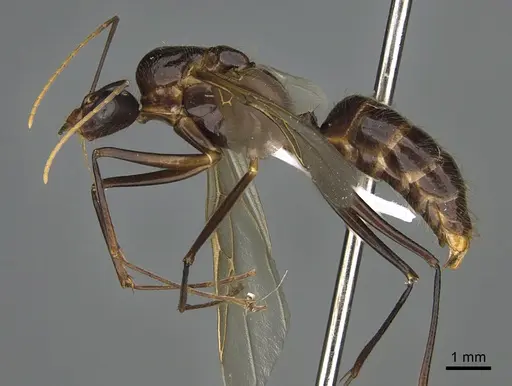 Camponotus mus specimen CASENT0414237 image casent0414237_1