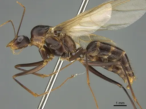 Camponotus mus specimen CASENT0414238 image casent0414238_1