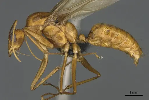 Camponotus mus specimen CASENT0476555 image casent0476555_1