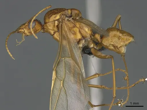 Camponotus mus specimen CASENT0476556 image casent0476556_1