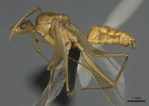 Camponotus mus specimen CASENT0476794 image casent0476794_1