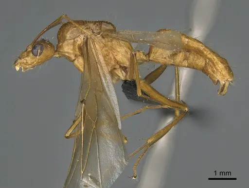 Camponotus mus specimen CASENT0476916 image casent0476916_1