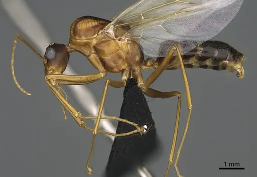 Camponotus mus specimen CASENT0477237 image casent0477237_1