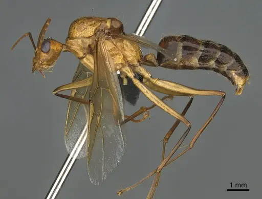Camponotus mus specimen CASENT0492447 image casent0492447_1