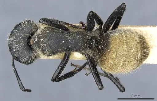 Camponotus mus specimen CASENT0905511 image casent0905511_1