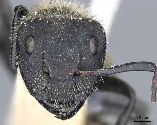 Camponotus mus specimen CASENT0905511 image casent0905511_2