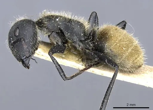 Camponotus mus specimen CASENT0905511 image casent0905511_3