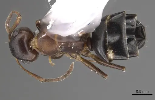 Camponotus mus specimen CASENT0911135 image casent0911135_1