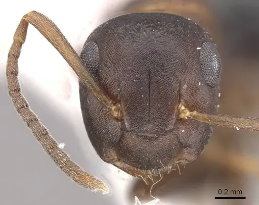 Camponotus mus specimen CASENT0911135 image casent0911135_2