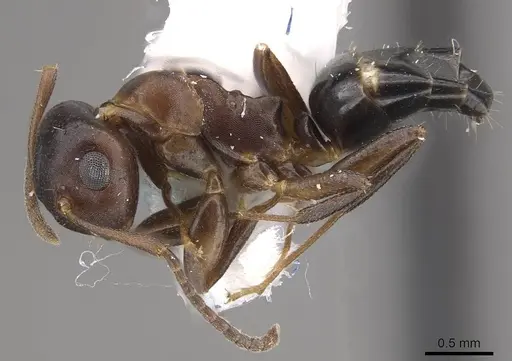 Camponotus mus specimen CASENT0911135 image casent0911135_3