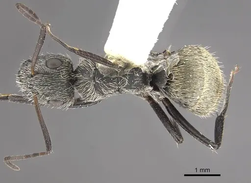 Camponotus mus specimen CASENT0911136 image casent0911136_1