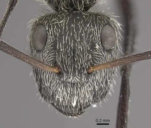 Camponotus mus specimen CASENT0911136 image casent0911136_2