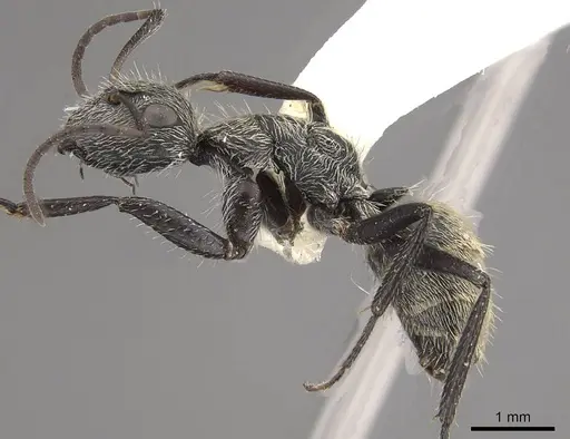 Camponotus mus specimen CASENT0911136 image casent0911136_3