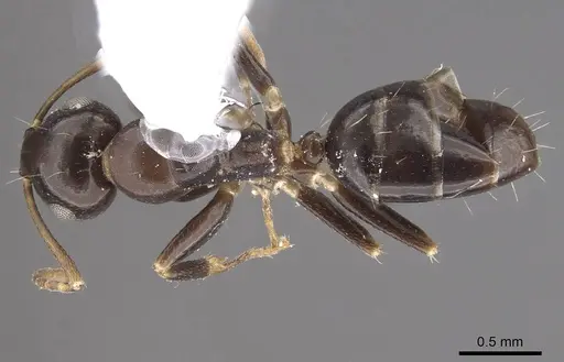 Camponotus mus specimen CASENT0911137 image casent0911137_1
