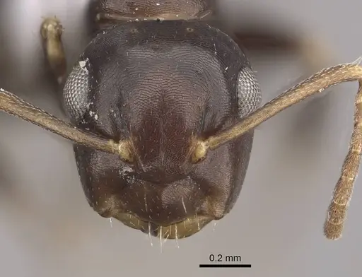 Camponotus mus specimen CASENT0911137 image casent0911137_2