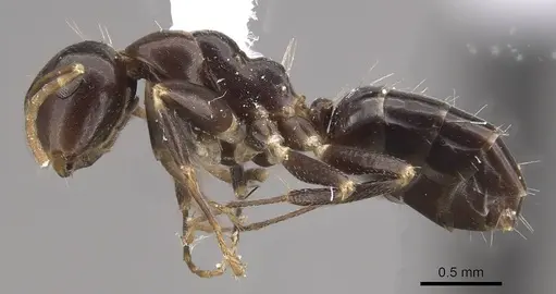 Camponotus mus specimen CASENT0911137 image casent0911137_3