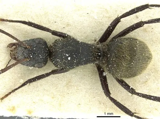Camponotus mus specimen CASENT0911740 image casent0911740_1