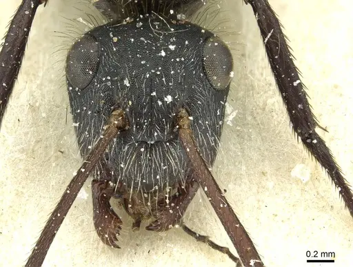 Camponotus mus specimen CASENT0911740 image casent0911740_2