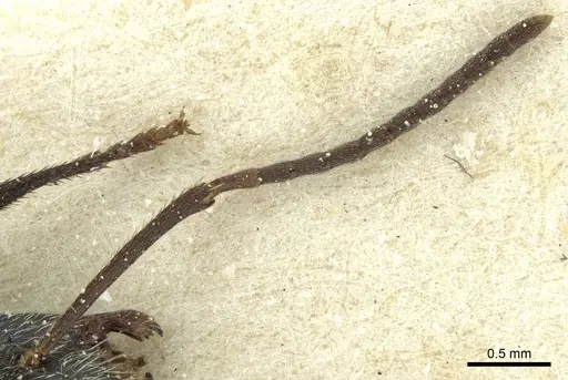 Camponotus mus specimen CASENT0911740 image casent0911740_3