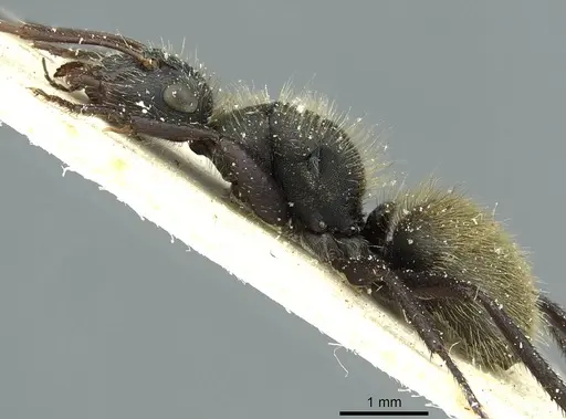 Camponotus mus specimen CASENT0911740 image casent0911740_4