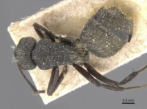 Camponotus mus specimen CASENT0911741 image casent0911741_1