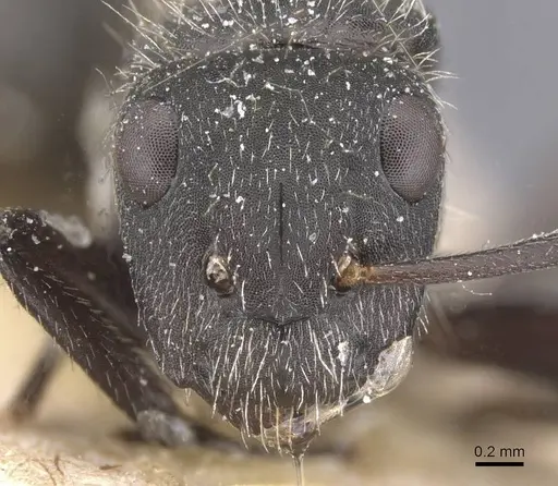 Camponotus mus specimen CASENT0911741 image casent0911741_2