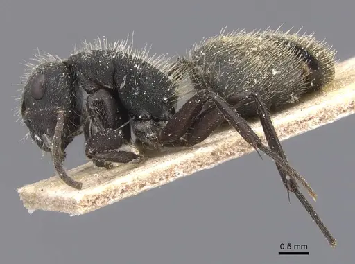 Camponotus mus specimen CASENT0911741 image casent0911741_3