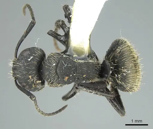 Camponotus mus specimen CASENT0914425 image casent0914425_1