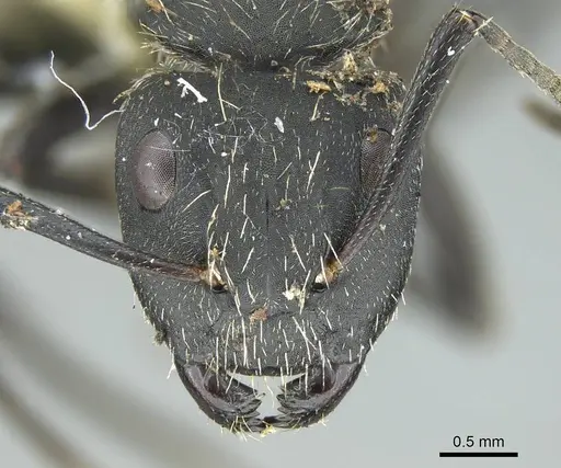 Camponotus mus specimen CASENT0914425 image casent0914425_2